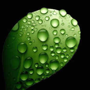 Plantas Raras que Têm Demanda Internacional